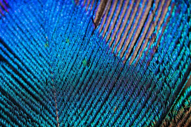 Extreme macro photo of a peacock feather featuring vibrant colours and textures. Texture background.