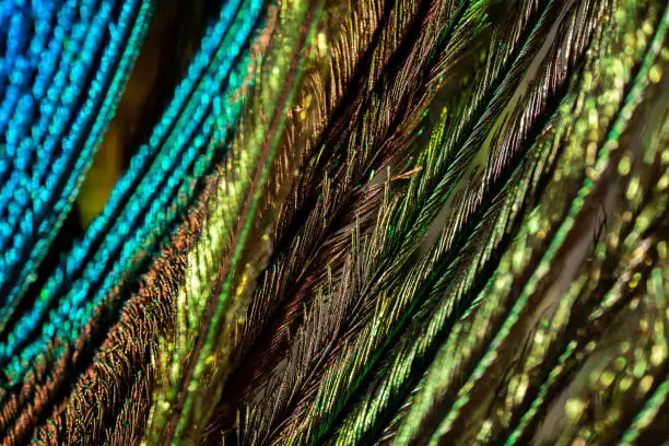 Extreme macro photo of a peacock feather featuring vibrant colours and textures. Texture background.