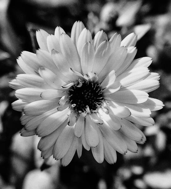 istock Shades of white 1257551751