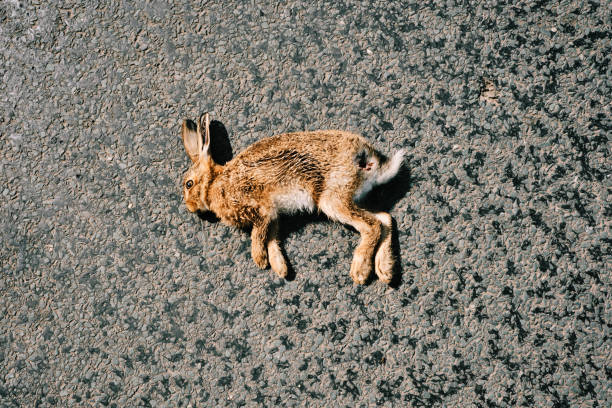 asesinato en carretera, hare muerta en un camino rural en un soleado día de julio, en el noroeste de inglaterra. - northwest england fotografías e imágenes de stock