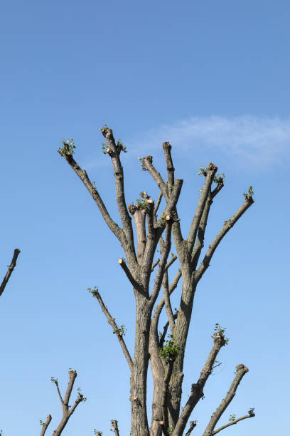 istock Tree surgery where kestrels used to nest 1257552041