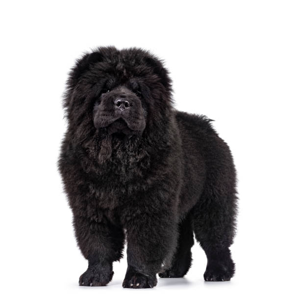 Black Chow Chow dog pup on white background Majestic solid black Chow Chow dog pup, standing sideways facing front. Looking towards camera. Mouth closed. chow chow lion stock pictures, royalty-free photos & images