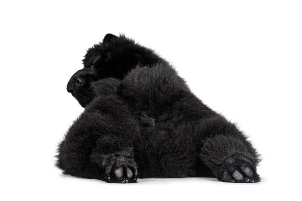 Black Chow Chow dog pup on white background Majestic solid black Chow Chow dog pup, laying down backwards. Looking over shoulder  towards camera. Hind paws stretched like seal. chow chow lion stock pictures, royalty-free photos & images