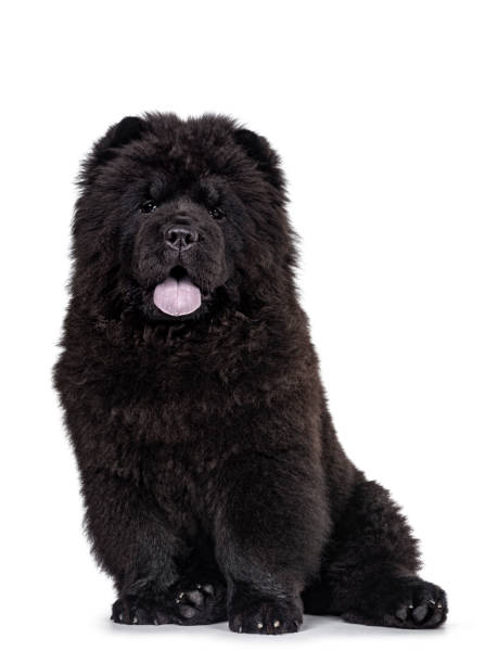 Black Chow Chow dog pup on white background Majestic solid black Chow Chow dog pup, sitting up facing front. Looking towards camera. Mouth ope and blue tongue out. chow chow lion stock pictures, royalty-free photos & images