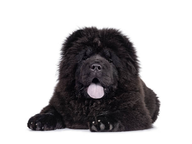 Black Chow Chow dog pup on white background Majestic solid black Chow Chow dog pup, laying down facing front. Looking towards camera. Mouth open and blue tongue out. chow chow lion stock pictures, royalty-free photos & images