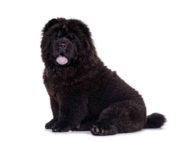 Black Chow Chow dog pup on white background Majestic solid black Chow Chow dog pup, sitting up side ways. Looking towards camera. Mouth open and blue tongue out. chow chow lion stock pictures, royalty-free photos & images