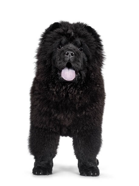 Black Chow Chow dog pup on white background Majestic solid black Chow Chow dog pup, standing facing front. Looking towards camera. Mouth open and blue tongue out. chow chow lion stock pictures, royalty-free photos & images