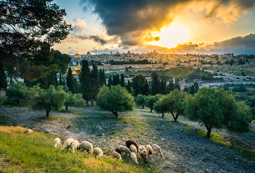 Jerusalén y el Monte de los Olivos con ovejas pastando photo