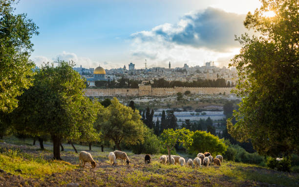 Jerusalem and Mount of Olives with sheep grazing Beautiful sunset view of Old City Jerusalem, the Dome of the Rock, the Golden/Mercy Gate, with sheep grazing between olive trees on the Mount of Olives kidron valley stock pictures, royalty-free photos & images