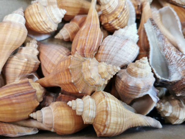 istock Seashell background, lots of different seashells piled together 1257553175