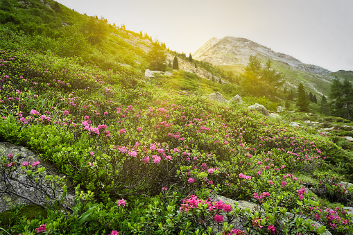Summer mountain landscape. clearing with blooming wild flowers against the backdrop of green mountains