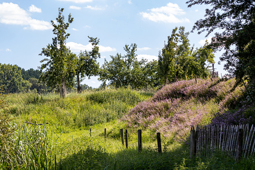 a landscape in Diest, with trees and purple flowers