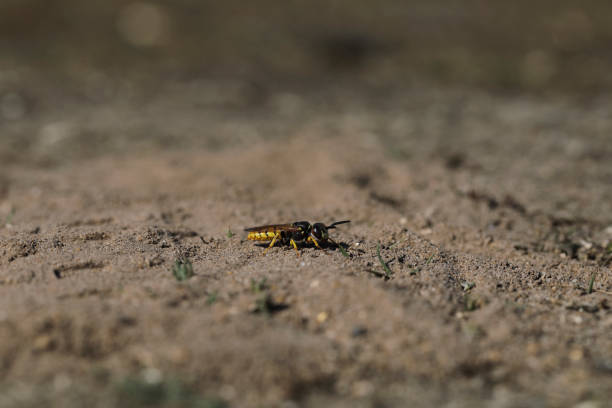 The bee wolf (Philanthus triangulum) is a solitary wasp that hunts and provisions its nest with insects such as bees and weevils. The female digs its nest in loose, sandy soil, such as this near a pond on Mitcham Common.
