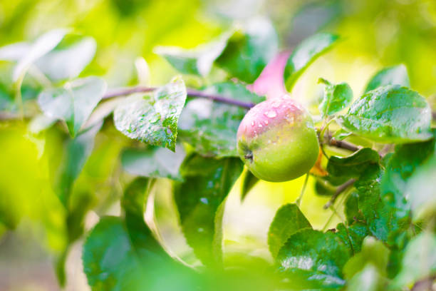 istock green Apple with red side hanging on a branch with raindrops, blurred background 1257555291