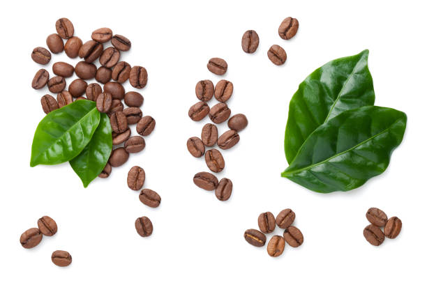 Coffee Beans With Leaves Isolated On White Coffee beans with leaves isolated on white background. Roasted arabica. Top view roasted coffee bean photos stock pictures, royalty-free photos & images