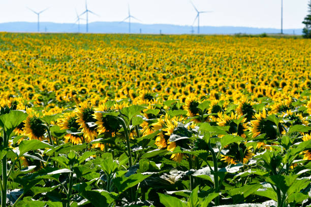 istock Austria, sunflower field in Lower Austria 1257555882