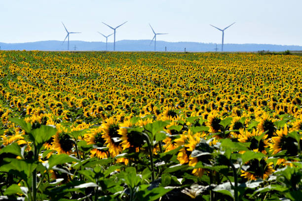 istock Austria, sunflower field in Lower Austria 1257556828