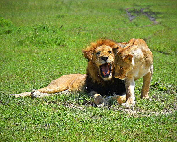 istock Lion in the Maasai Mara 1257557427