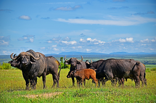 Grazing horned buffalo in the Maasai Mara National Park