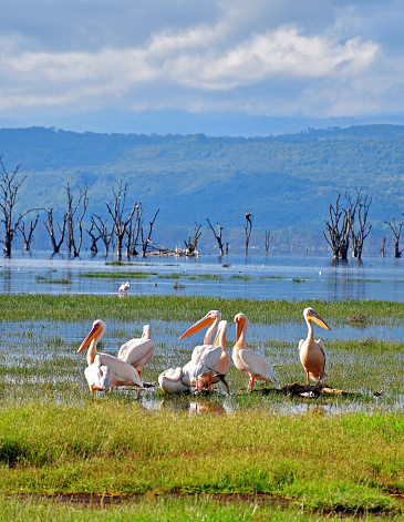 Pelicans in Lake Nakuru National Park