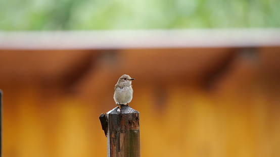 Spotted flycatcher (Muscicapa striata) resting on old wooden joist.