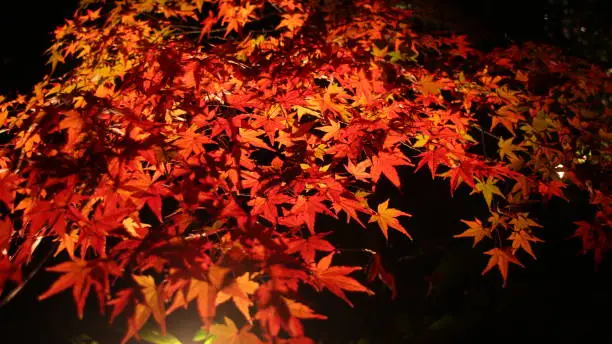 Autumn color spots  - Light-up maple leaves in the dark