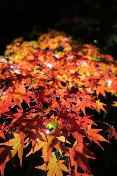 Autumn color spots  - Light-up maple leaves in night