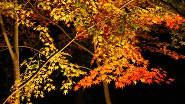 Autumn color spots  - Light-up yelllow ,orange ,red maple leaves