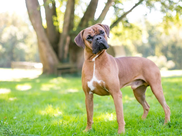 un perro bóxer de pura raza escuchando con una inclinación de la cabeza - boxer perro fotografías e imágenes de stock