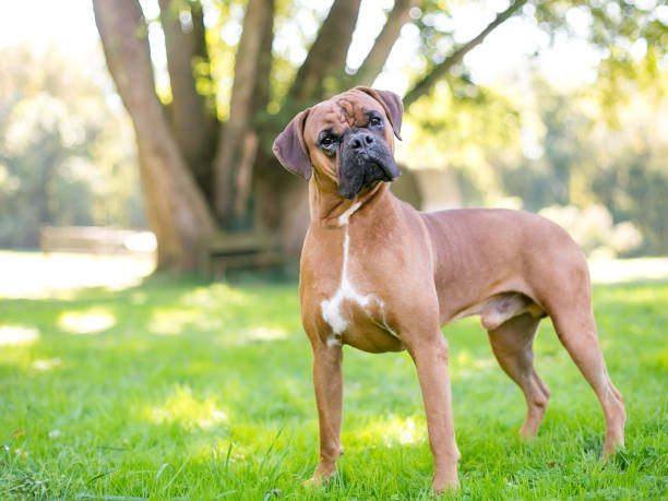 un chien de boxeur de race pure écoutant avec une inclinaison de tête - tête penchée photos et images de collection