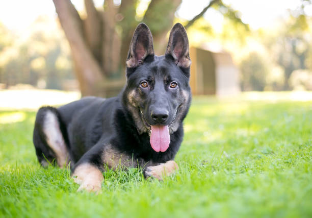 istock A purebred German Shepherd dog relaxing in the grass 1257560197