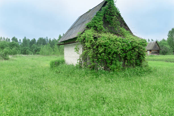 old village house in the forest overgrown with leaves of wild grapes
