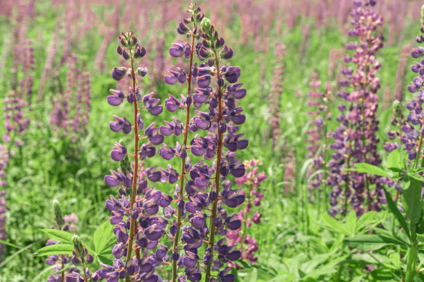 istock lupine flowers in the field 1257560210