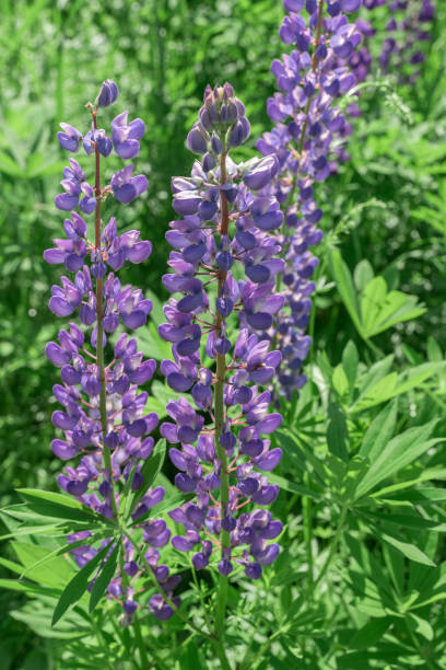 istock lupine flowers in the field 1257560212