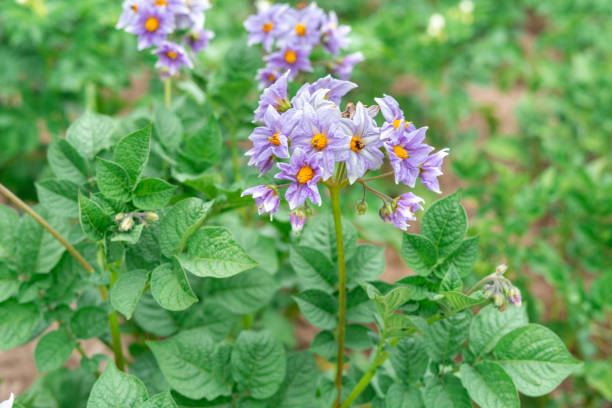 istock purple potato flowers close up 1257560235