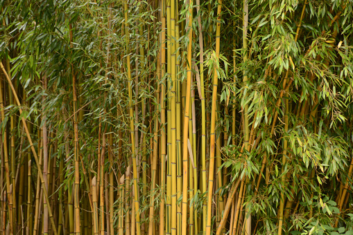 Bamboo sticks with glutinous rice and coconut milk are arranged ear fireplace for lemang (glutinous rice cooked with coconut milk in hollowed bamboo) preparation