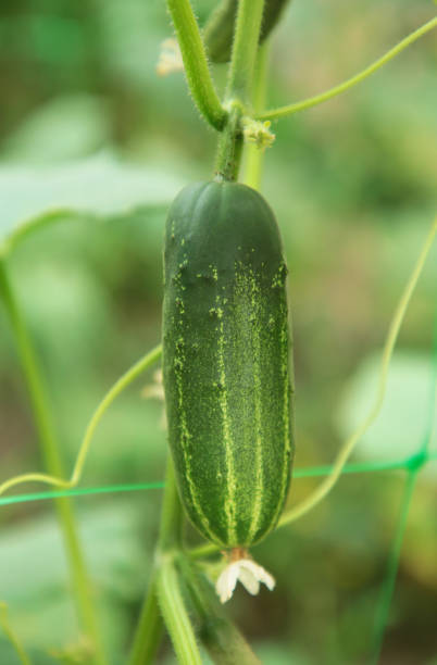istock Growing green cucumbers in the garden. Fresh vegetable 1257560637