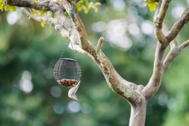 istock nuthatch in a domestic garden 1257560959