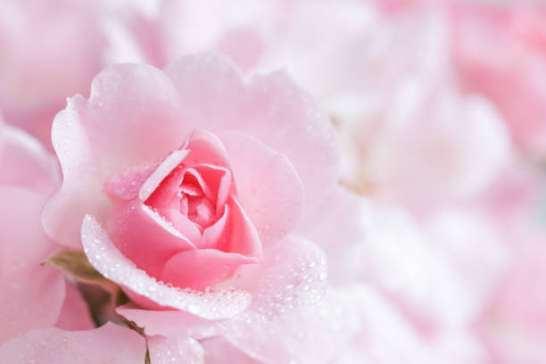 Macro photo of peony blossom covered by water drops.