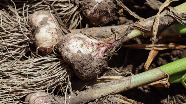 istock Harvesting garlic in the garden 1257561013