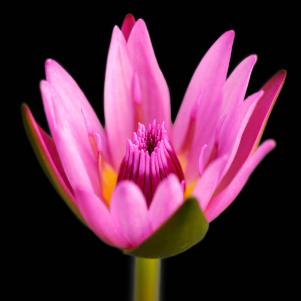 istock pink lotus flower 1257563110