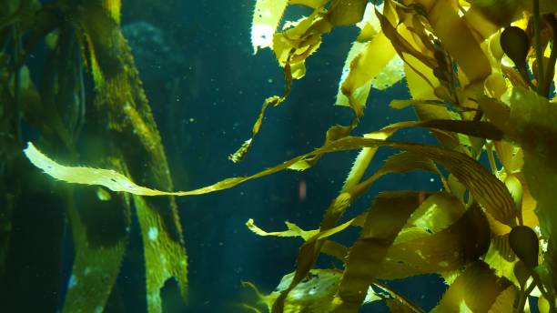 Light rays filter through a Giant Kelp forest. Macrocystis pyrifera. Diving, Aquarium and Marine concept. Underwater close up of swaying Seaweed leaves. Sunlight pierces vibrant exotic Ocean plants. los rayos de luz se filtran a través de un bosque de kelp gigante. macrocystis pyrifera. concepto de buceo, acuario y marino. bajo el agua cerca de hojas de algas balanceándose. la luz del sol atraviesa vibrantes plantas exóticas del océano