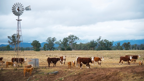 Herd of grass fed beef cattle (Herofed) grazing with calvesand windmill