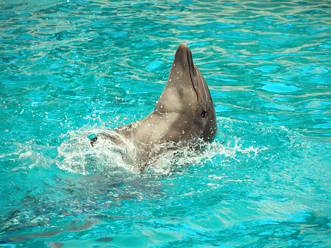 Side view of a beautiful bottlenose dolphin jumping out of the water. Beautiful ocean animal in an idyllic setting