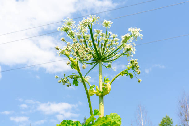 flower of poisonous hogweed against the sky