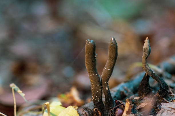 мертвецы пальцы коричневый грибок растет леса крупным планом - xylaria стоковые фото и изображения