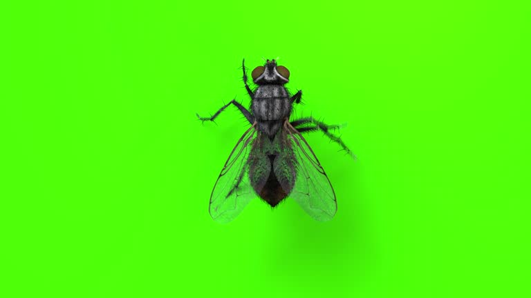 House fly walking on green chromakey