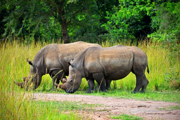 istock White Rhinos in Uganda 1257567194