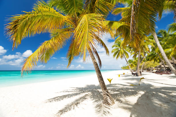 istock White sandy beach with sea and palms 1257568550