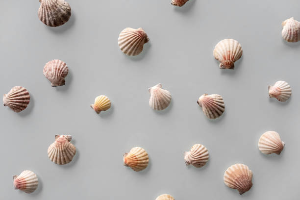 istock Pattern of Different seashells on pastel gray background. Top view, flat lay. Summer concept. Sea summer vacation background. Full frame composition 1257568616